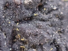 Hydropunctaria maura