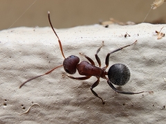 Camponotus planatus