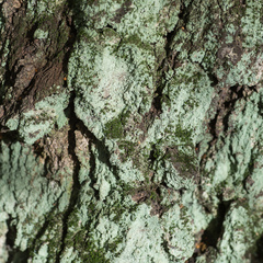 Chaenotheca furfuracea