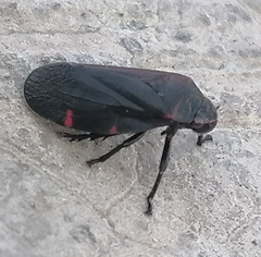 Prosapia ignifera