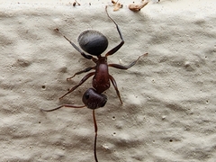 Camponotus planatus