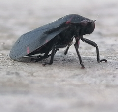 Prosapia ignifera