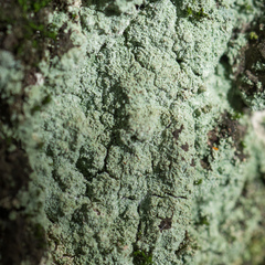 Chaenotheca furfuracea