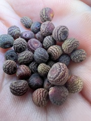 Kokkocynips difficilis