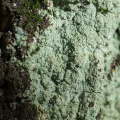 Chaenotheca furfuracea