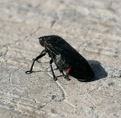 Prosapia ignifera