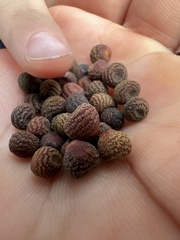 Kokkocynips difficilis