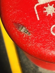 Teliapsocus conterminus