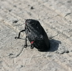 Prosapia ignifera