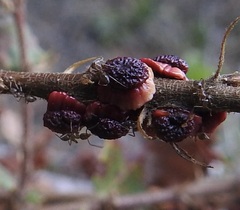 Disholcaspis prehensa