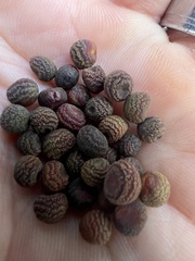 Kokkocynips difficilis