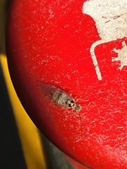 Teliapsocus conterminus