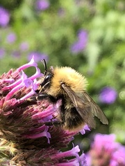 Bombus pascuorum