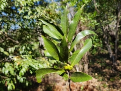 Tricalysia