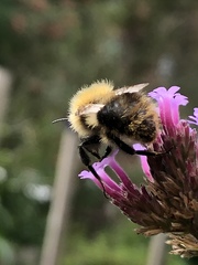 Bombus pascuorum