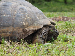 Chelonoidis niger porteri