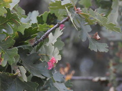 Cynips douglasii