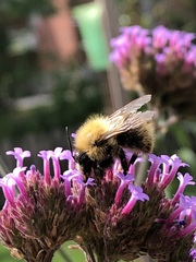 Bombus pascuorum