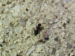 Nylanderia bourbonica