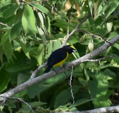 Euphonia affinis