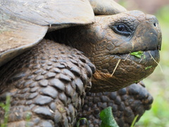 Chelonoidis niger porteri