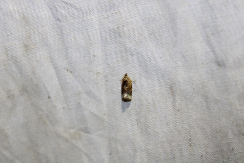 Red-banded Leafroller Moth photo 6