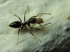 Nylanderia bourbonica
