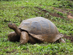 Chelonoidis niger porteri