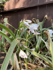 Crinum