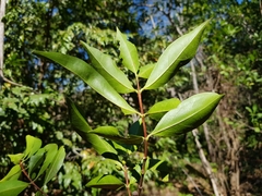 Tricalysia