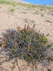 Erythrostemon angulatus