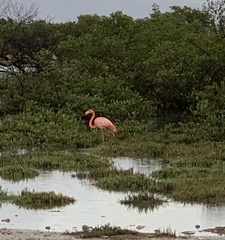 Phoenicopterus ruber
