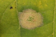 Phyllonorycter lucetiella