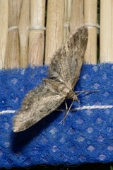 Eupithecia inturbata