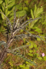 Cirsium palustre