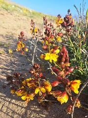 Erythrostemon angulatus