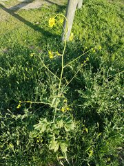 Rhamphospermum nigrum