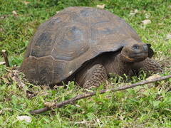 Chelonoidis niger porteri