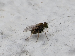 Empidoidea