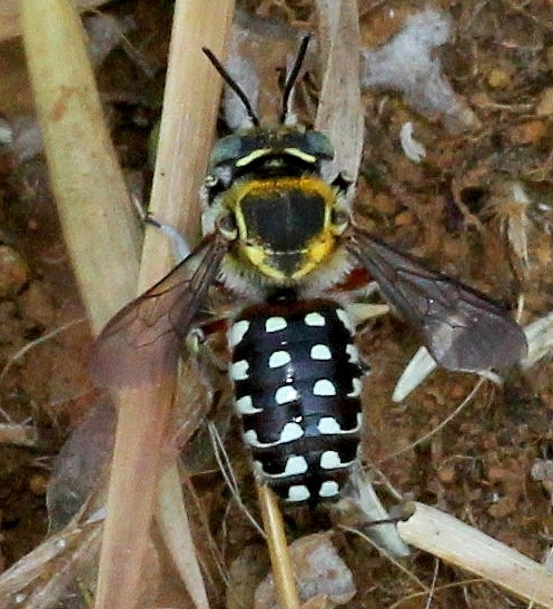 Anthidium ordinatum