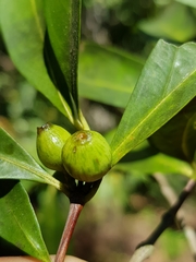 Tricalysia