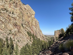 Pseudotsuga menziesii glauca