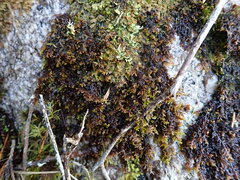 Frullania nisquallensis