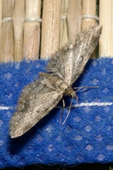 Eupithecia inturbata
