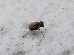 Empidoidea