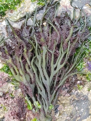Codium tomentosum