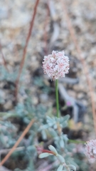 Eriogonum kennedyi