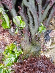 Codium tomentosum