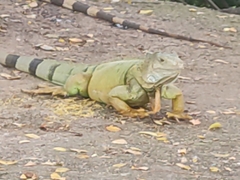 Iguana iguana