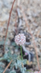 Eriogonum kennedyi